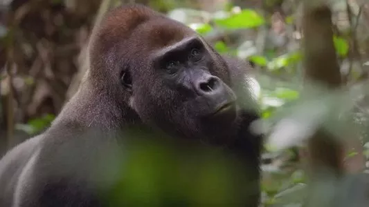 Image África: El Corazón Salvaje de la Tierra 2