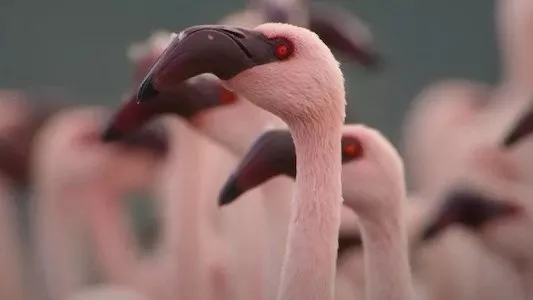 Image África: El Corazón Salvaje de la Tierra 1