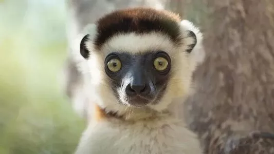 Image África: El Corazón Salvaje de la Tierra 3